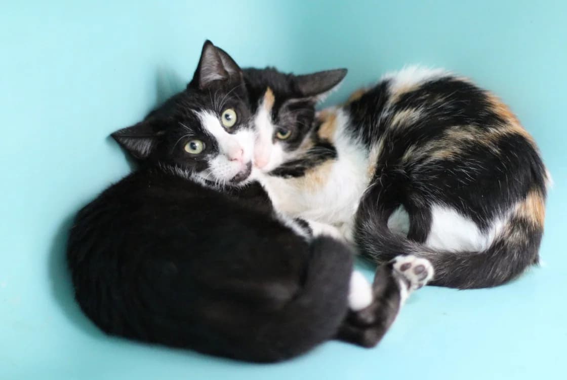 ABIGAELLE, female Mixed Breed for adoption at SPA Mirepoix, Mirepoix