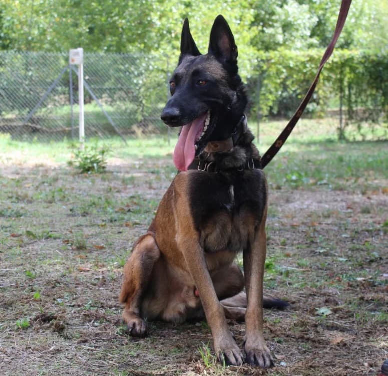 ROCKET, male 3yo Mixed Breed for adoption at SPA Mirepoix, Mirepoix