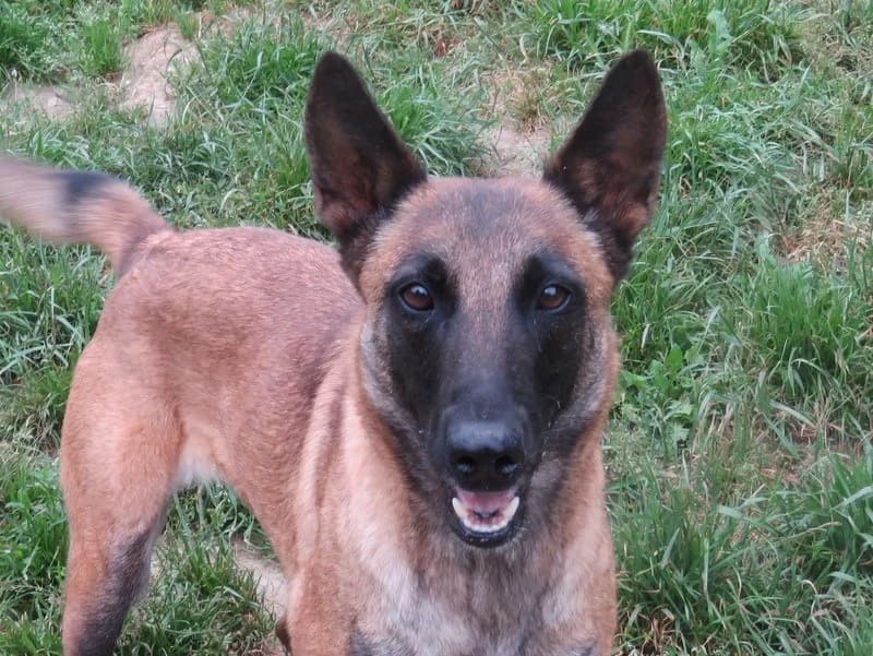 SUPRA, female 3yo Belgian Malinois for adoption at SPA Mirepoix, Mirepoix