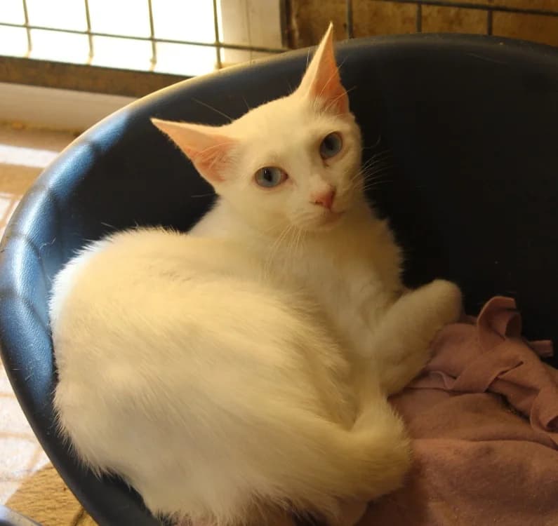 CHRYSALIS, female young Mixed Breed for adoption at SPA Mirepoix, Mirepoix