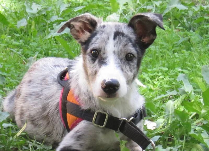 BOOGY, male Border Collie for adoption at SPA Mirepoix, Mirepoix