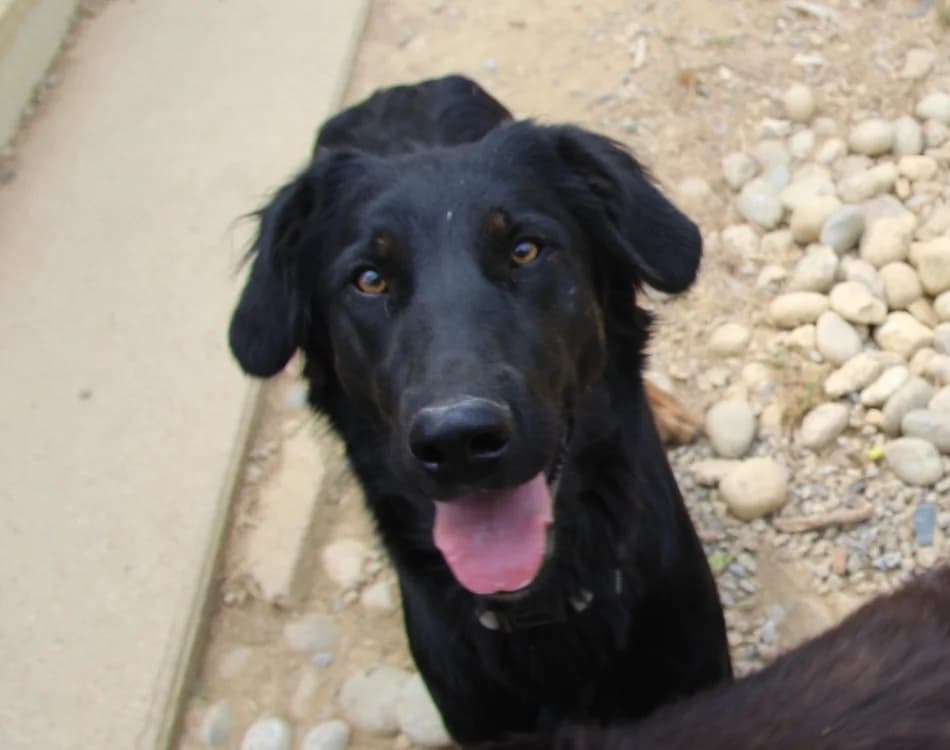 ALMA, female young Mixed Breed for adoption at SPA Mirepoix, Mirepoix