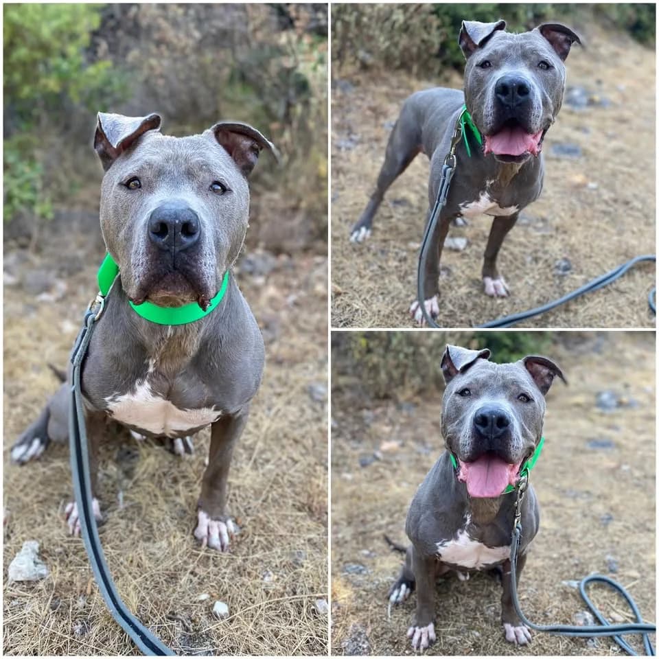 𝐍𝐀𝐑𝐊𝐎, male senior American Staffordshire Terrier for adoption at Refuge l