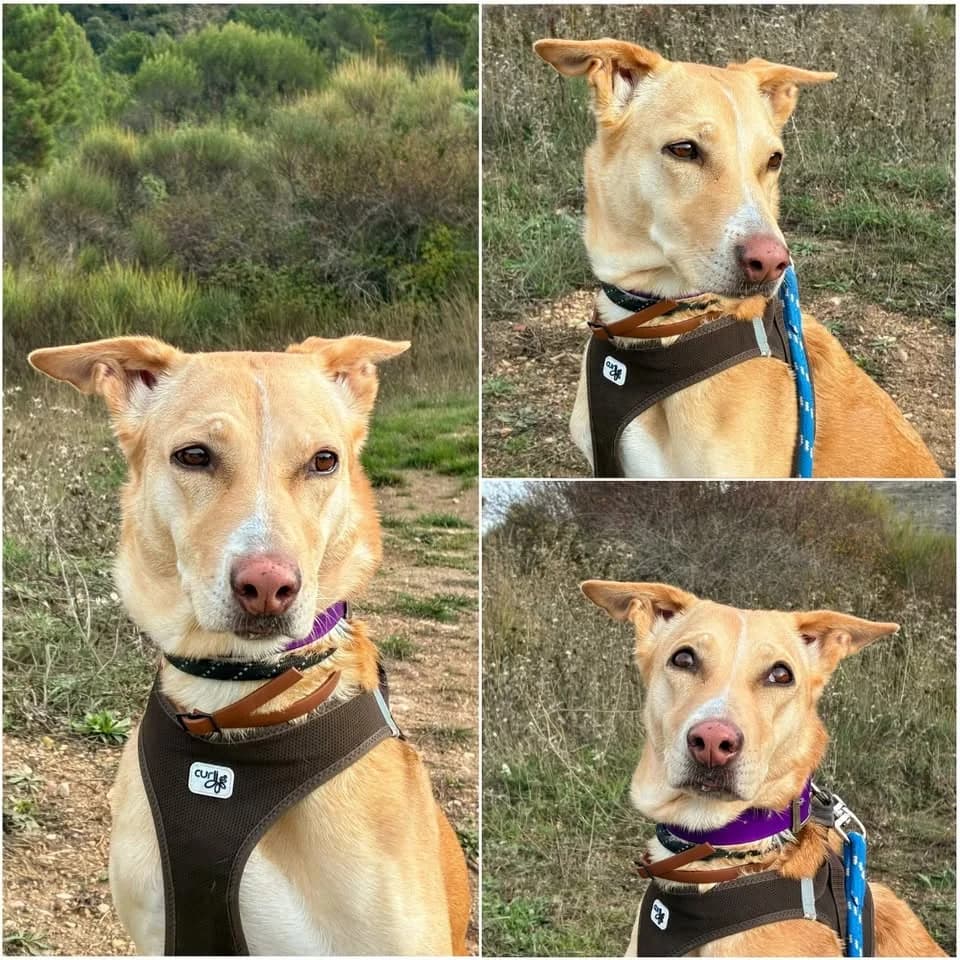 𝐙𝐀𝐑𝐀, Beige et blanc Poil : Court ☑️ Identifié female 5yo Podenco for adoption at Refuge l