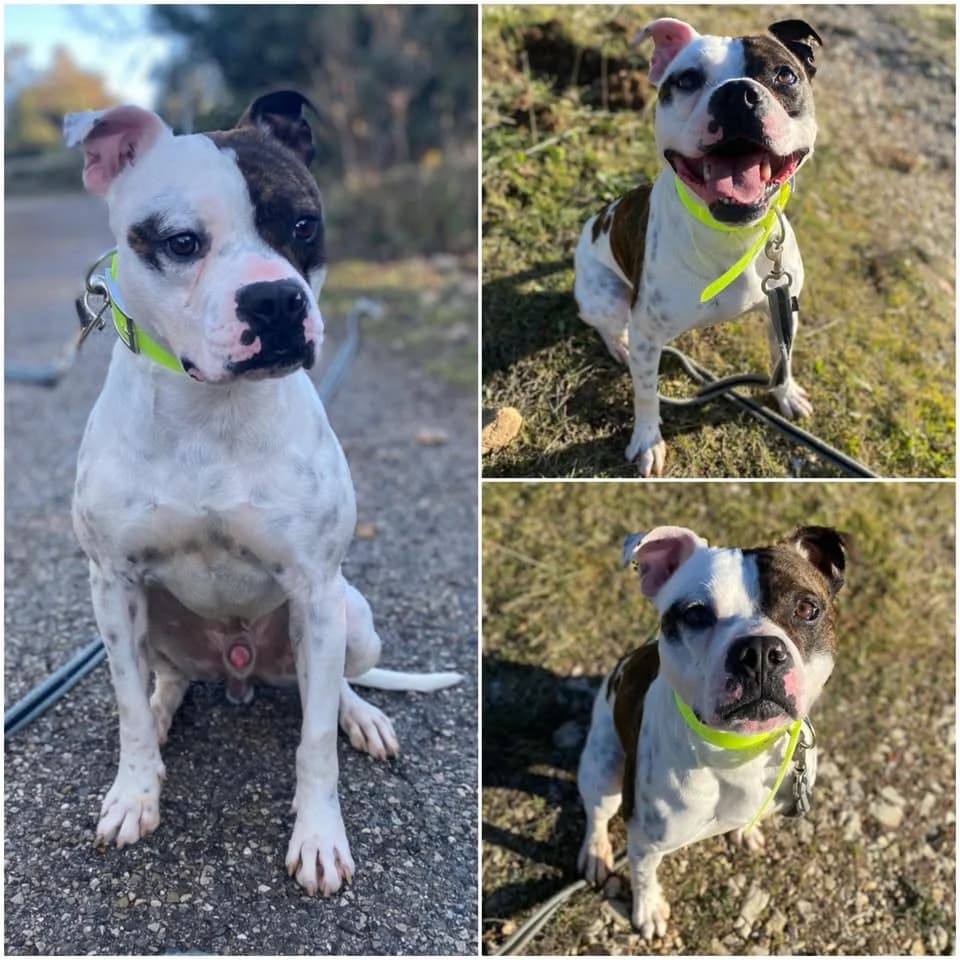 𝐒𝐈𝐌𝐁𝐀, male young mixed breed for adoption at Refuge l