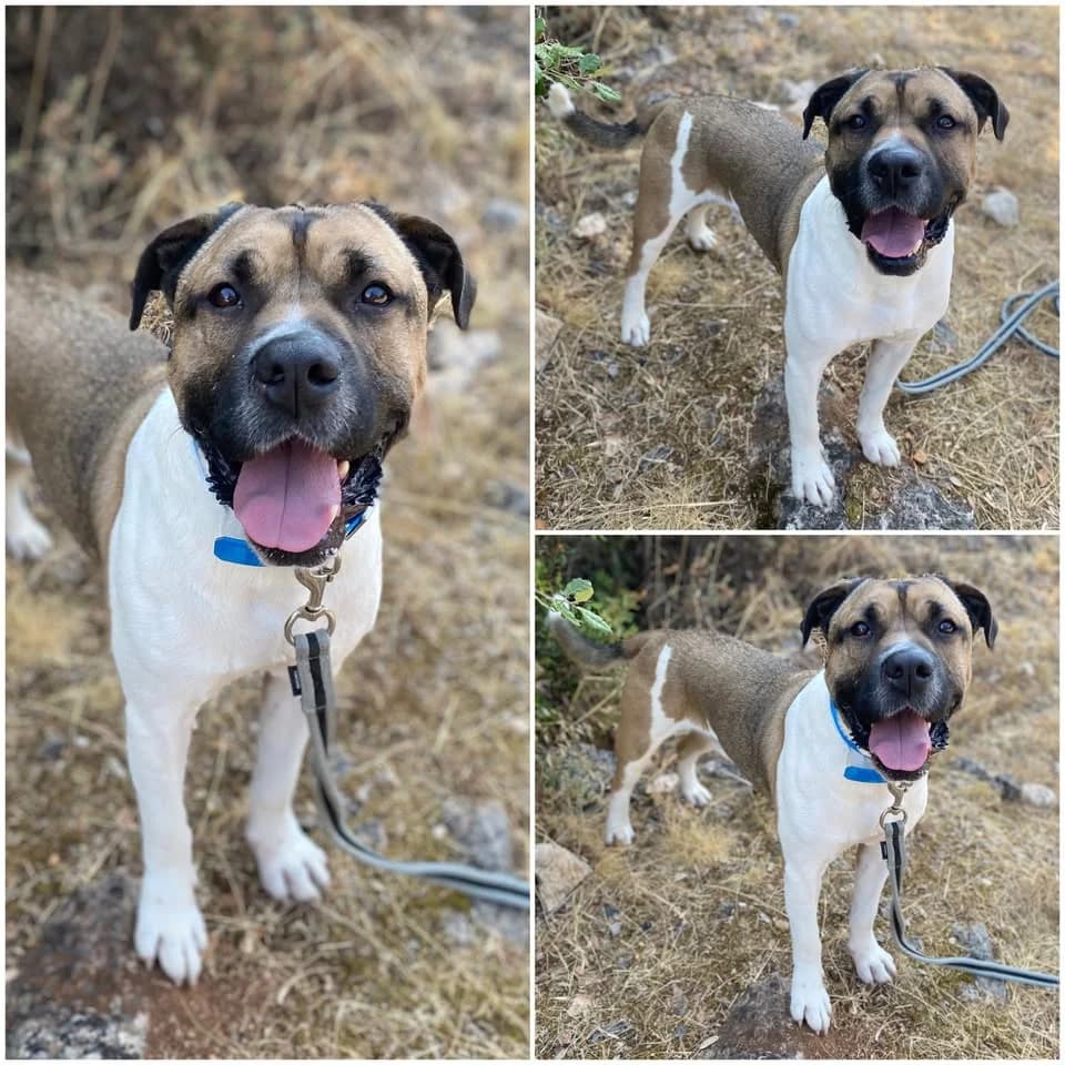 𝐍𝐈𝐍𝐎, male 5yo Kangal for adoption at Refuge l