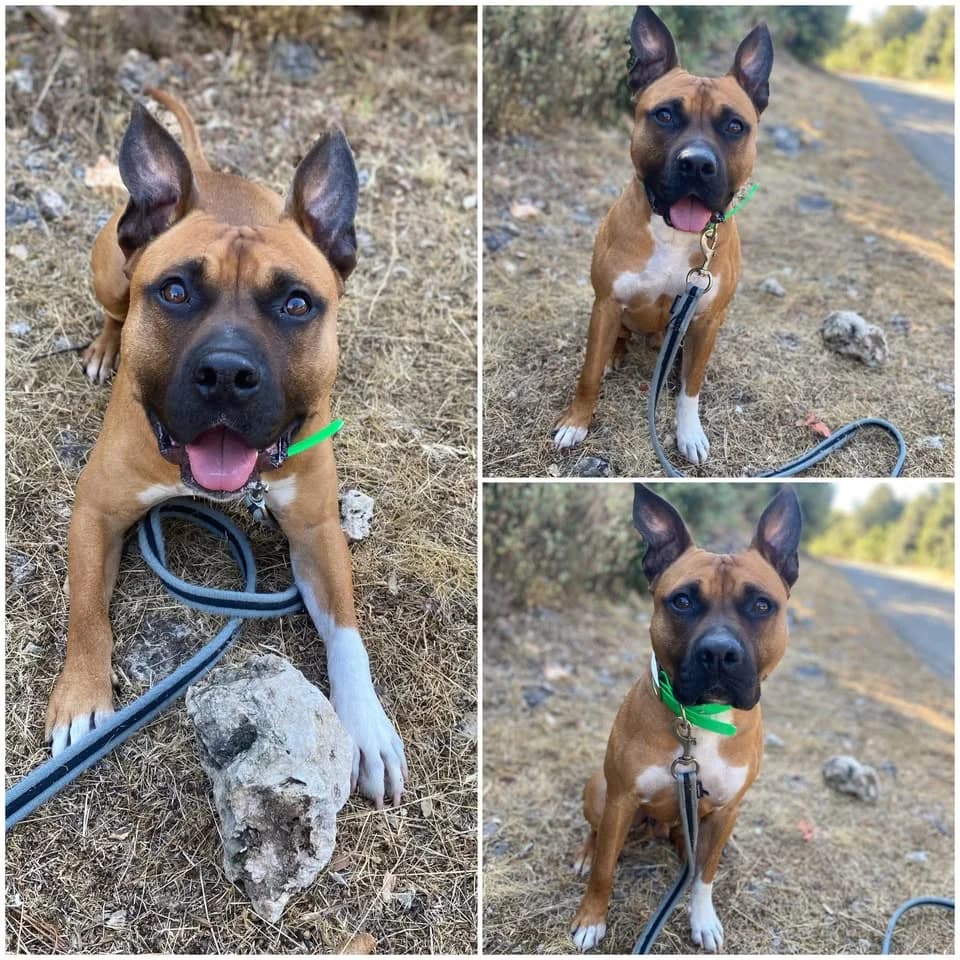 𝐃𝐄𝐌𝐎𝐍, male 4yo mixed breed for adoption at Refuge l