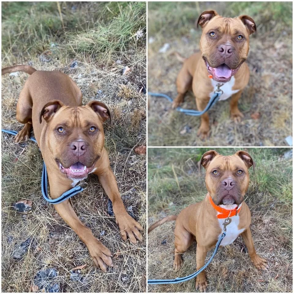 𝐌𝐀𝐗, male 3yo mixed breed for adoption at Refuge l
