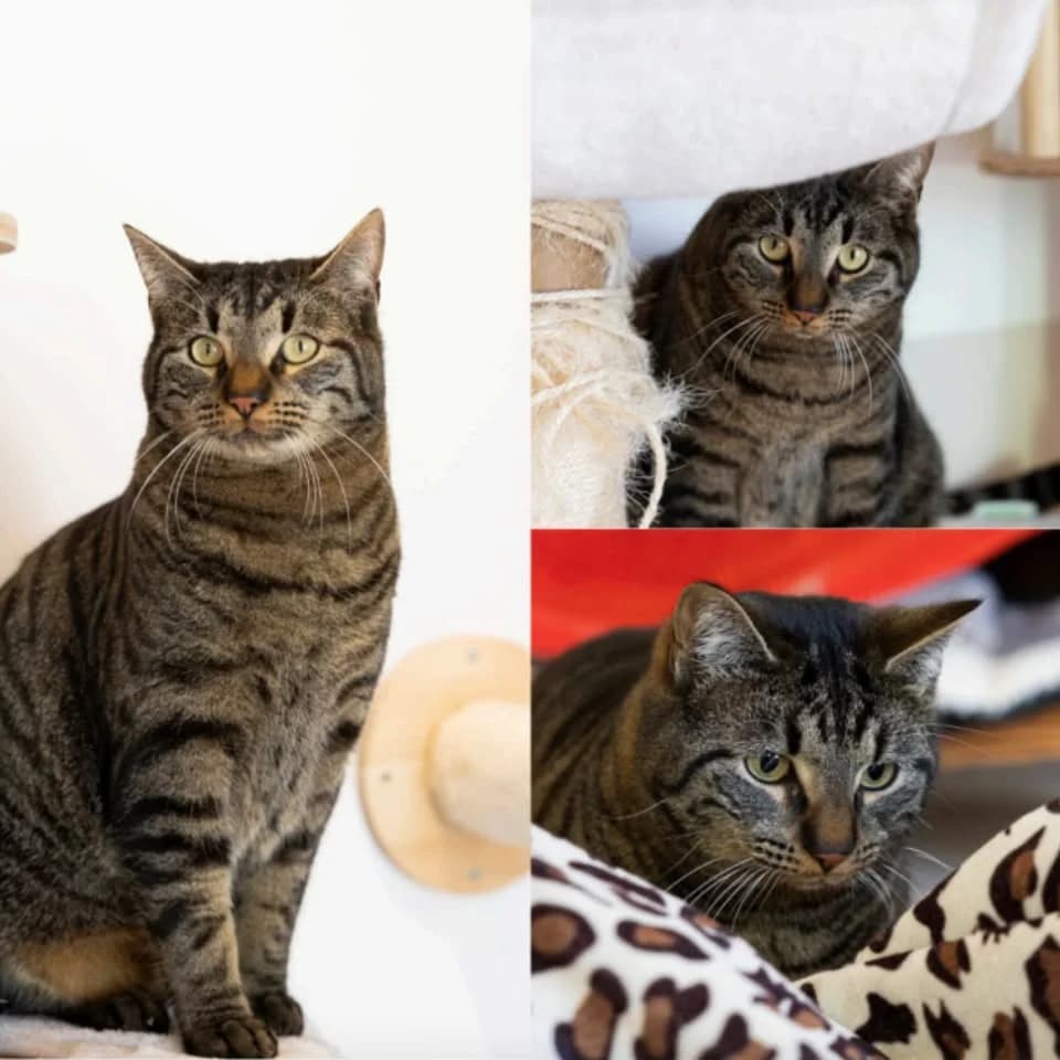 𝐏𝐈𝐍𝐔𝐓𝐒, male young European Shorthair for adoption at Refuge l