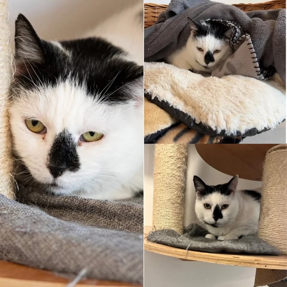 𝐂𝐀𝐋𝐈𝐌𝐄𝐑𝐎, male senior European Shorthair for adoption at Refuge l