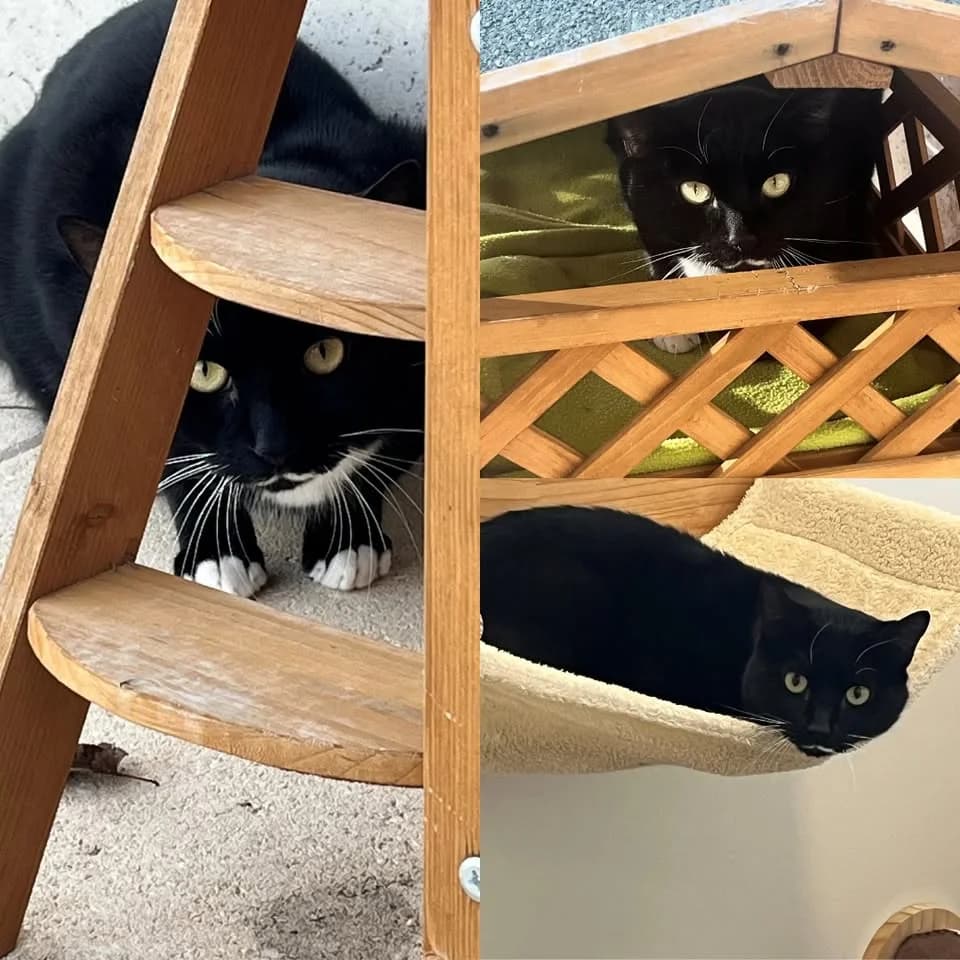 𝐂𝐇𝐀𝐏𝐄𝐋𝐈𝐍, male young European Shorthair for adoption at Refuge l
