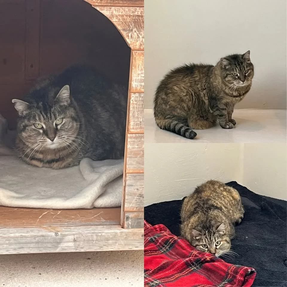 𝐓𝐎𝐔𝐏𝐎𝐔, female 5yo European Shorthair for adoption at Refuge l