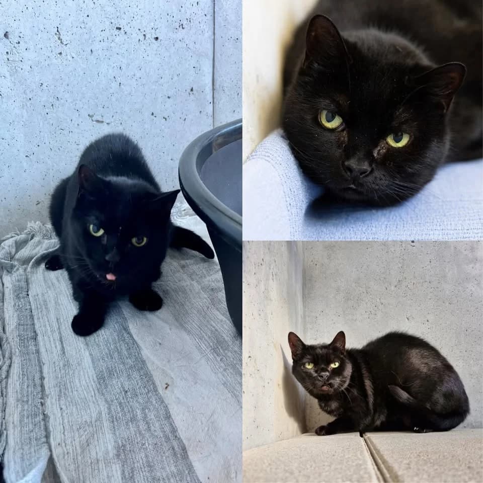 𝐌𝐀𝐘𝐀, female 6yo European Shorthair for adoption at Refuge l