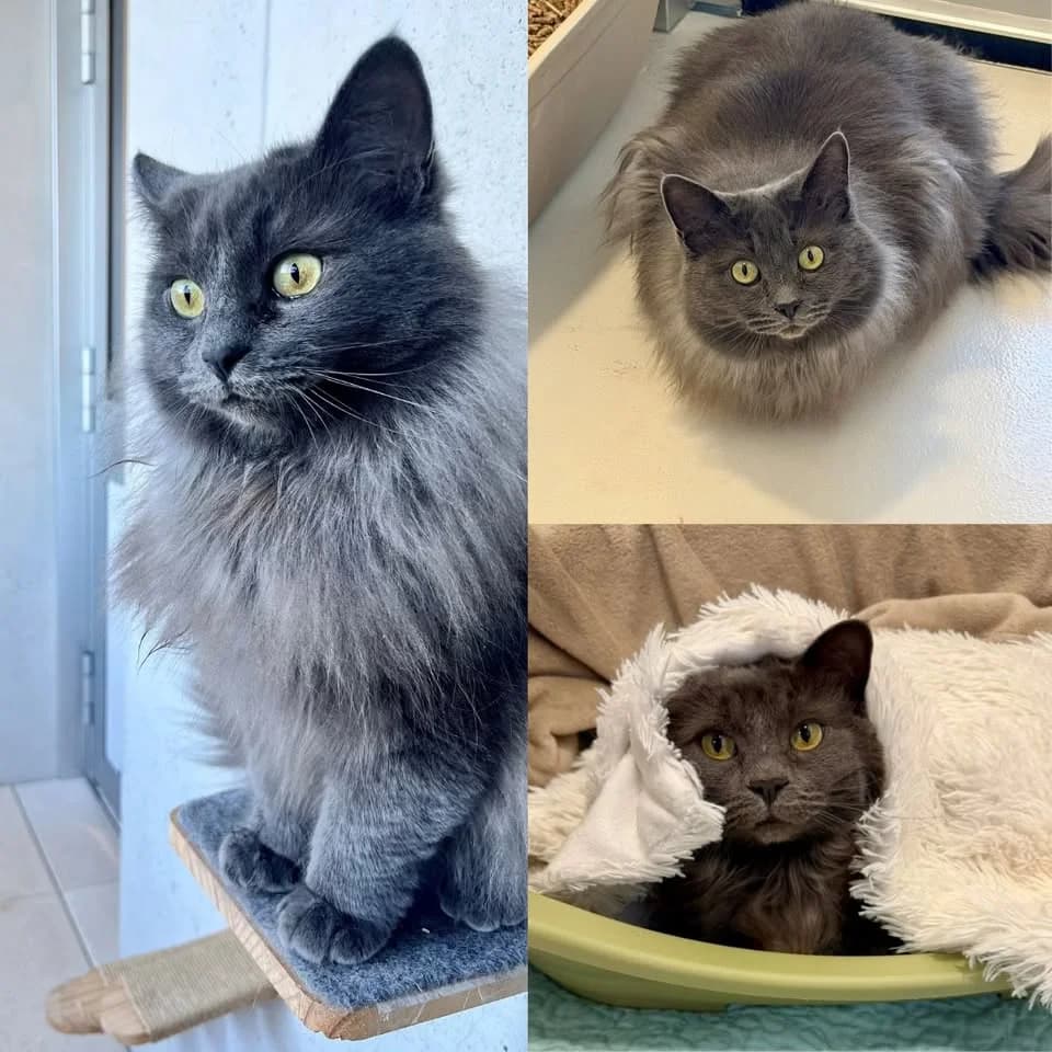 𝐓𝐈𝐍𝐀, female 5yo European Shorthair for adoption at Refuge l