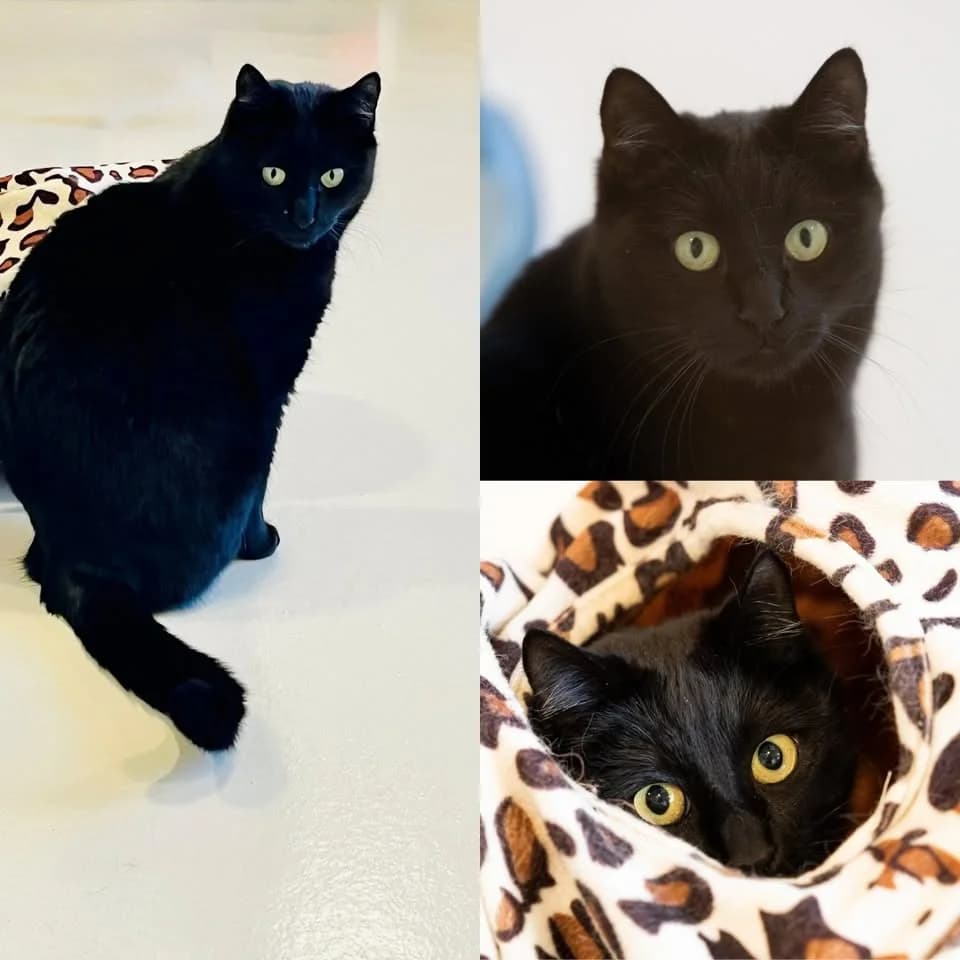 𝐂𝐀𝐋𝐈𝐍𝐄, female young European Shorthair for adoption at Refuge l