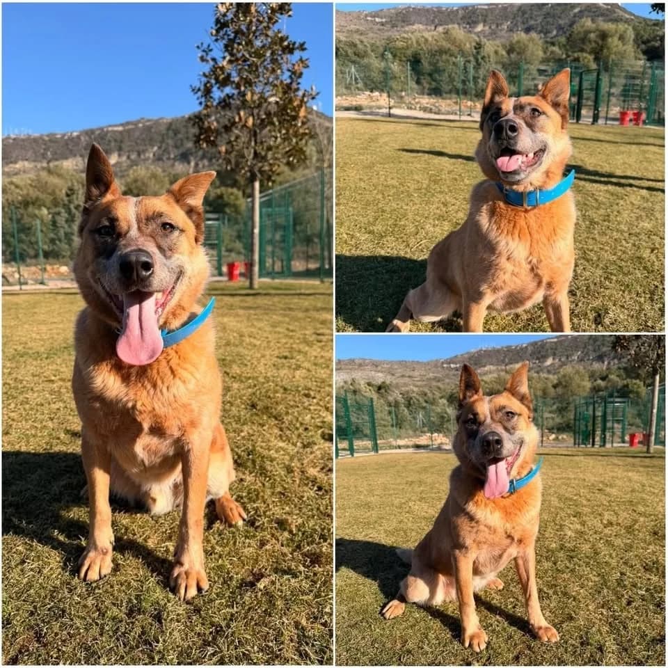 𝐃𝐈𝐍𝐆𝐎, fauve rouge male 3yo mixed breed for adoption at Refuge l