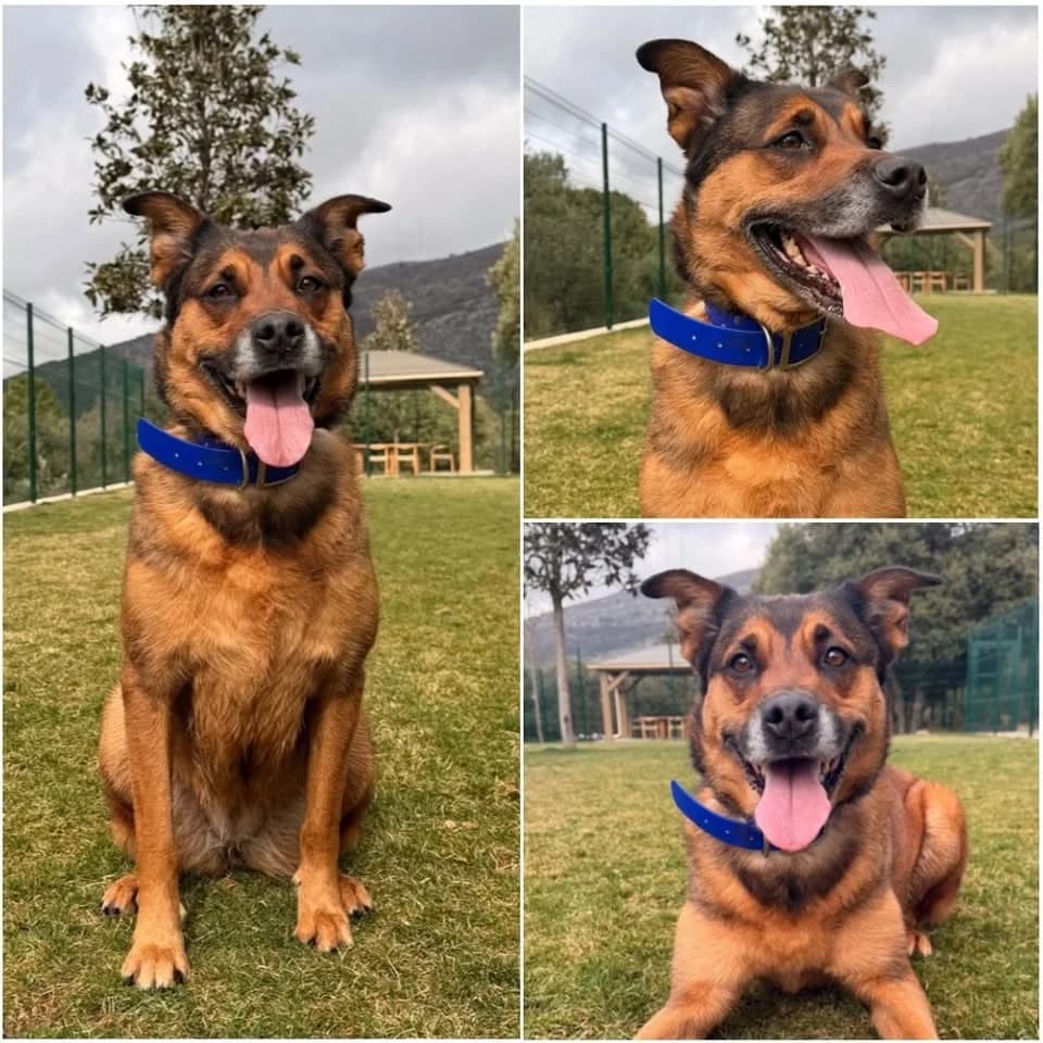 𝐍𝐀𝐘𝐀, Fauve charbonné Poil : Long ☑️ Identifié female 6yo Belgian Malinois for adoption at Refuge l