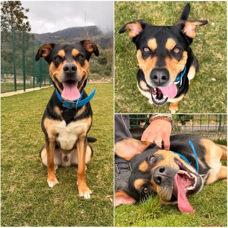 𝐇𝐀𝐃𝐄𝐒, Noir et Feu Poil : Court ☑️ Identifié male young mixed breed for adoption at Refuge l