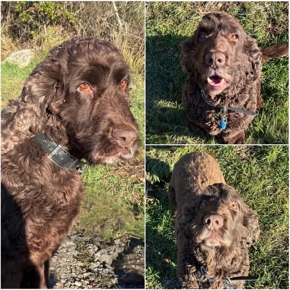 𝐏𝐎𝐊𝐄𝐑, Chocolat Poil : Mi-long 🐕 OUI🐈 OUI👶🏼 Non male 7yo Cocker Spaniel for adoption at Refuge l