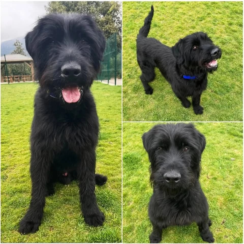 𝐏𝐎𝐋𝐔𝐗, Noir Poil : Long ☑️ Identifié male 6yo Giant Schnauzer for adoption at Refuge l