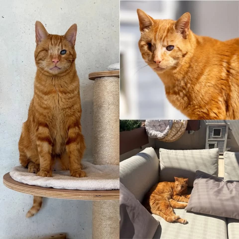 𝐎’𝐌𝐀𝐋𝐋𝐄𝐘, male young European Shorthair for adoption at Refuge l