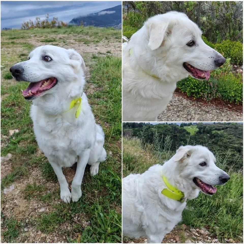 𝐏𝐑𝐀𝐋𝐈𝐍𝐄, Crème Poil : Long ☑️ Identifiée female 6yo mixed breed for adoption at Refuge l