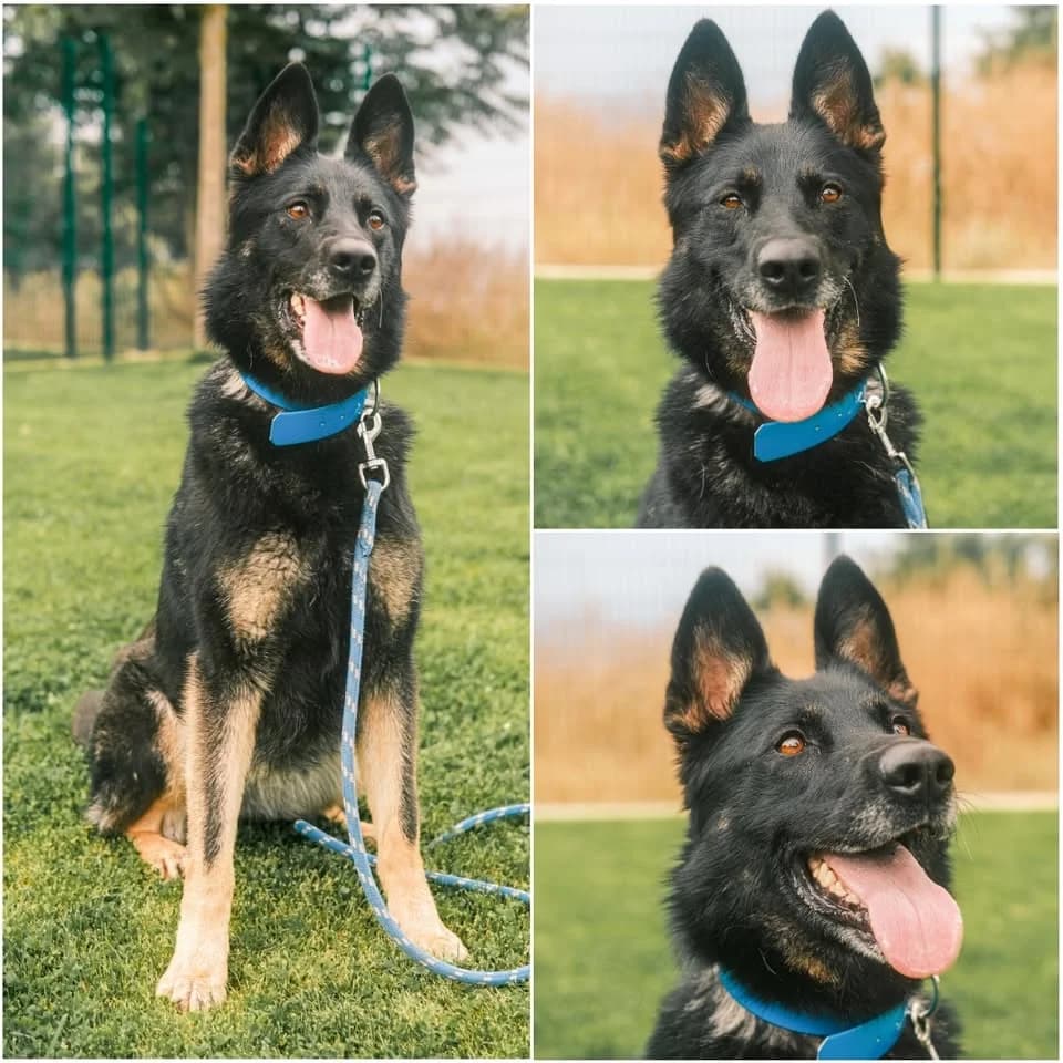 𝐒𝐓𝐄𝐋𝐋𝐀, Noir et feu Poil : Long ☑️ Identifiée female 6yo German Shepherd for adoption at Refuge l