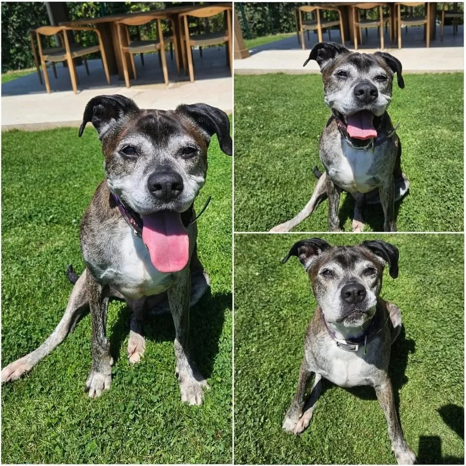 𝐋𝐔𝐓𝐈𝐍, Bringé et blanc Poil : Court ☑️ Identifi male senior mixed breed for adoption at Refuge l