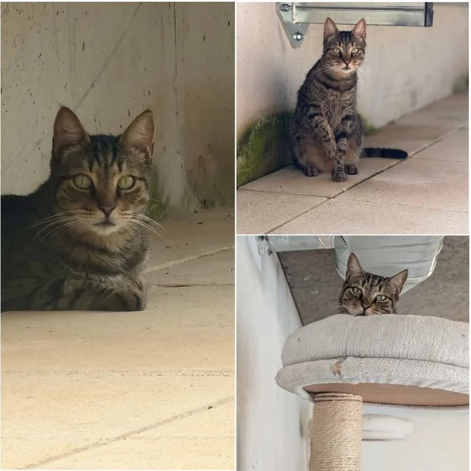 𝐂𝐎𝐖-𝐁𝐎𝐘, male senior European Shorthair for adoption at Refuge l