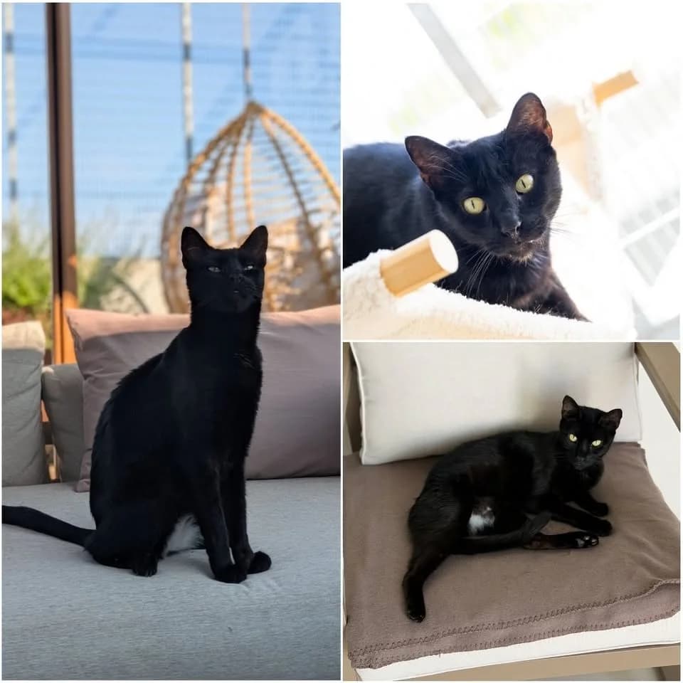 𝐏𝐀𝐍𝐃𝐀, male senior European Shorthair for adoption at Refuge l