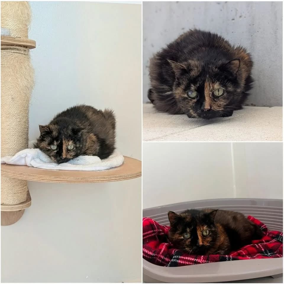 𝐌𝐈𝐂𝐇𝐀, female senior European Shorthair for adoption at Refuge l