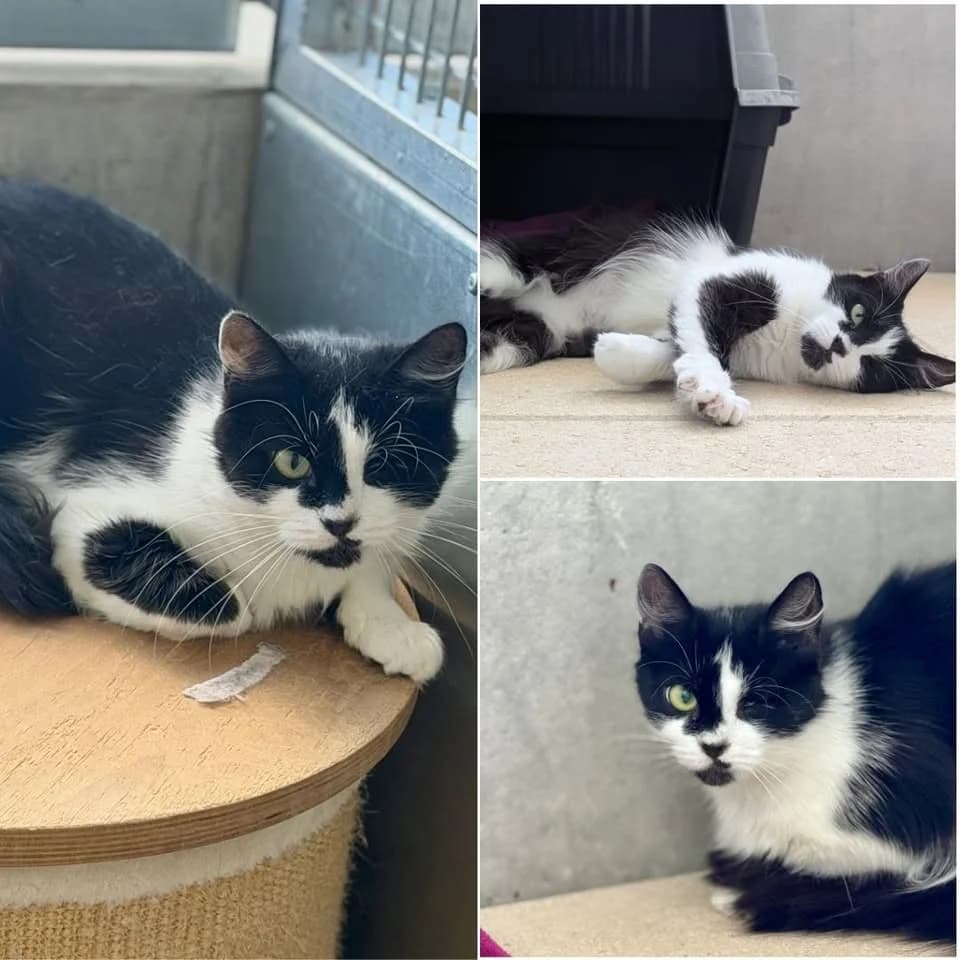 𝐉𝐄𝐒𝐒𝐘, female 4yo European Shorthair for adoption at Refuge l