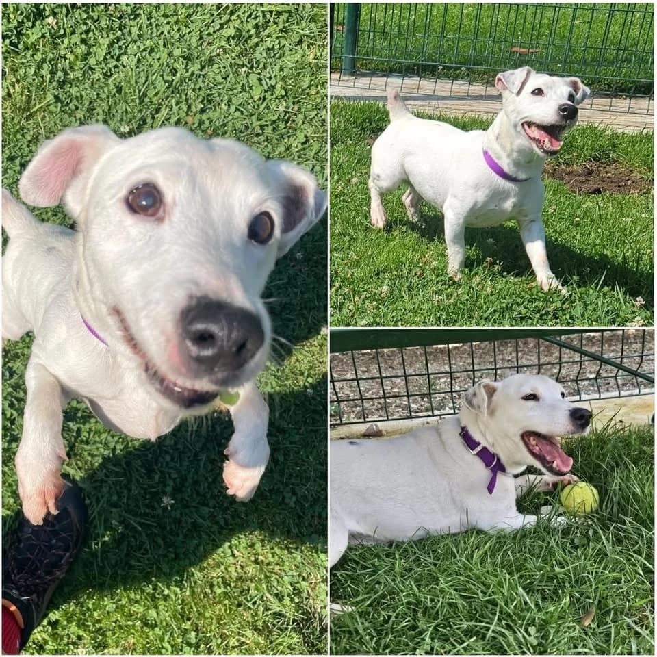 𝐈𝐏𝐒𝐎, Blanc Poil : Court ☑️ Identifié male senior Jack Russell Terrier for adoption at Refuge l