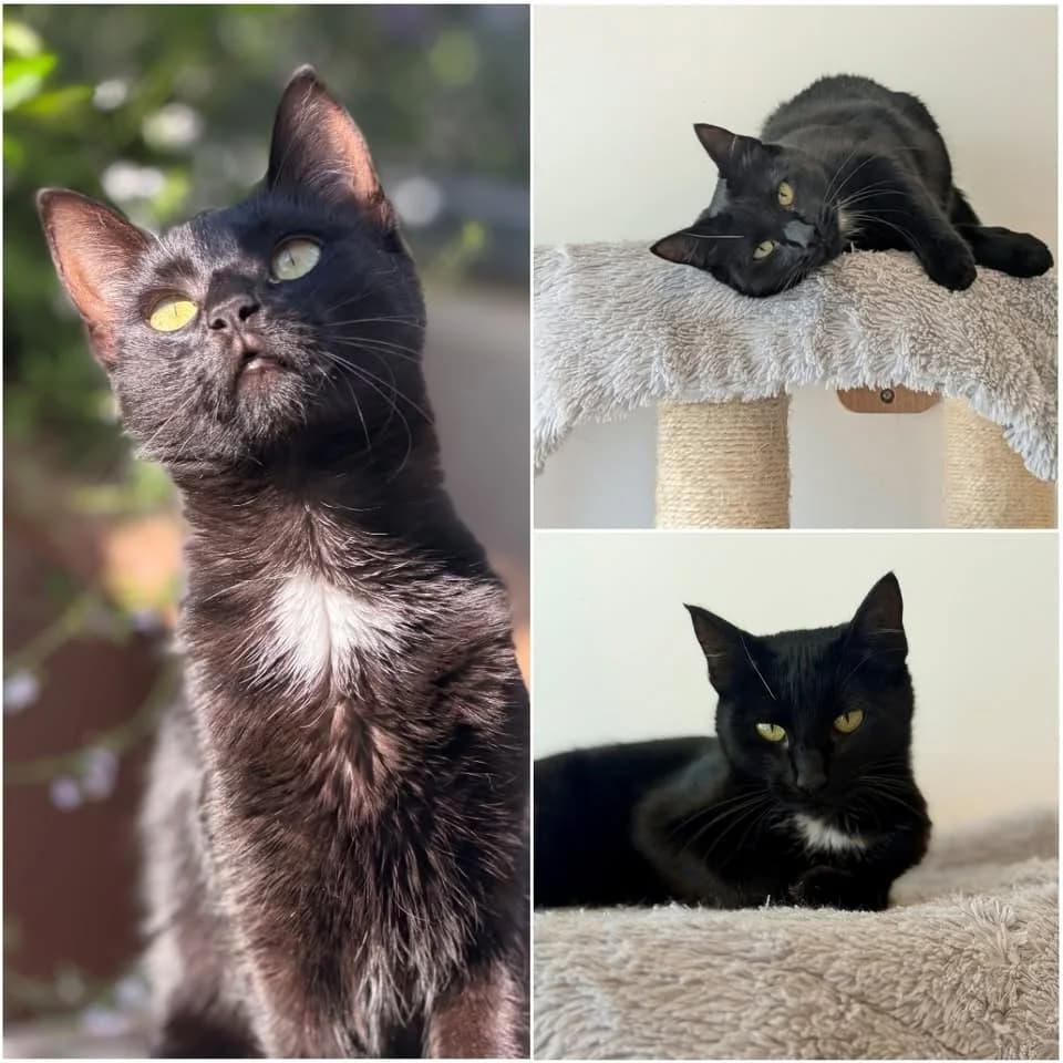 𝐌𝐎𝐔𝐅𝐄𝐓𝐓𝐄, female young European Shorthair for adoption at Refuge l