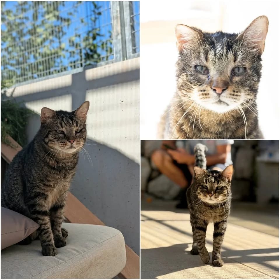 𝐓𝐈𝐆𝐑𝐈, male senior European Shorthair for adoption at Refuge l