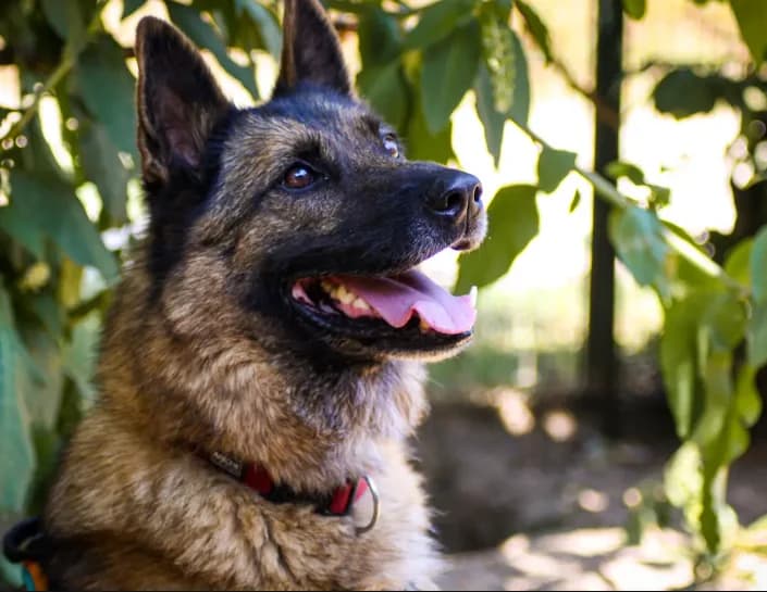 Tirex (réservé), male senior Belgian Malinois for adoption at SPA Mont-de-Marsan, De Marsan