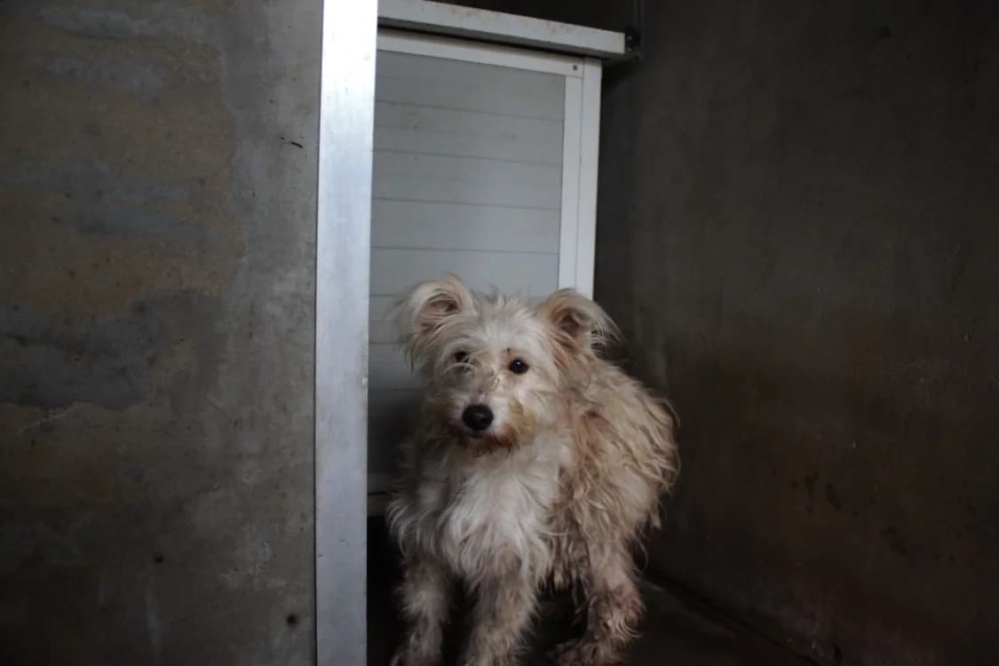 milou, female Mixed Breed for adoption at De Marsan