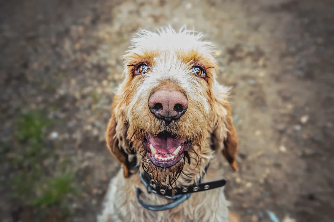 Broussaille, male mixed breed for adoption at De Marsan