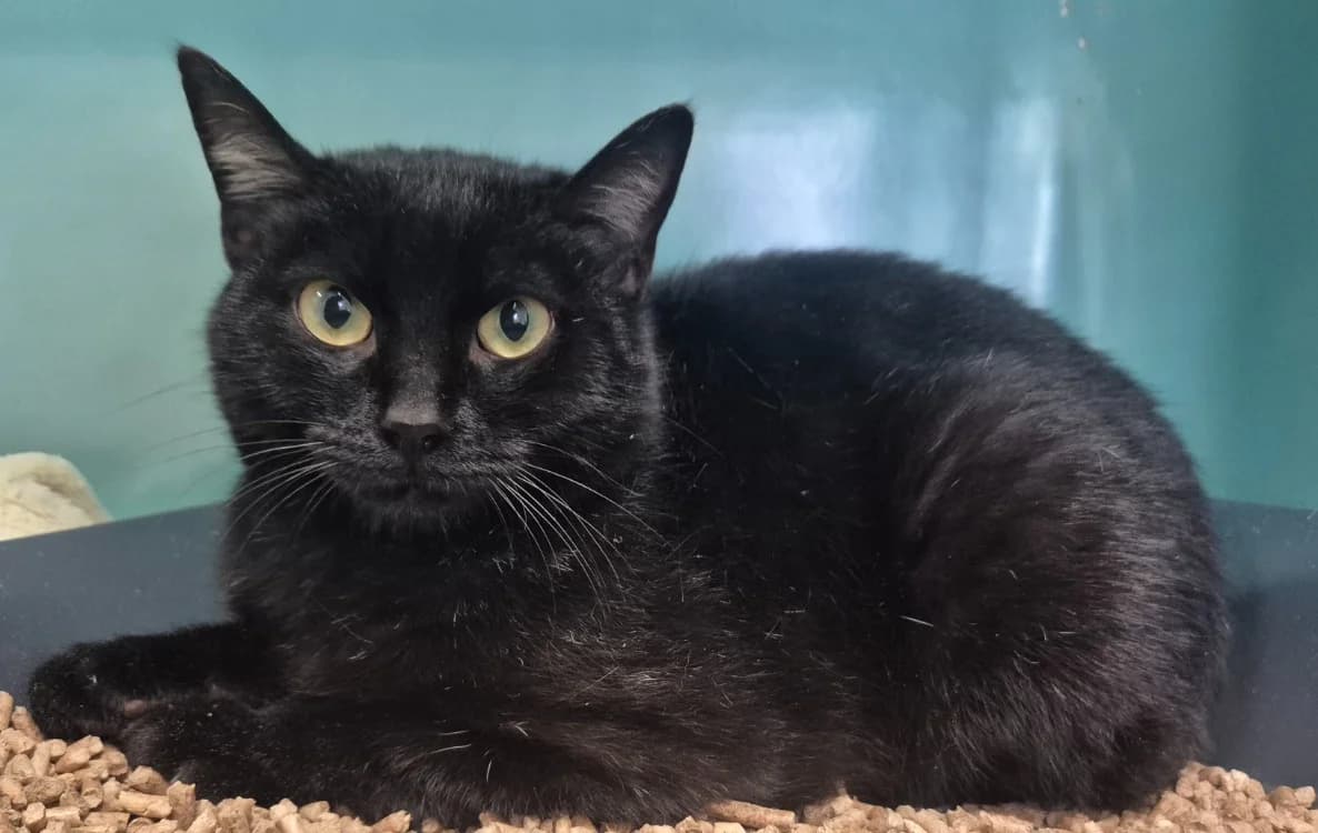 Happy, male mixed breed for adoption at SPA Mont-de-Marsan, De Marsan