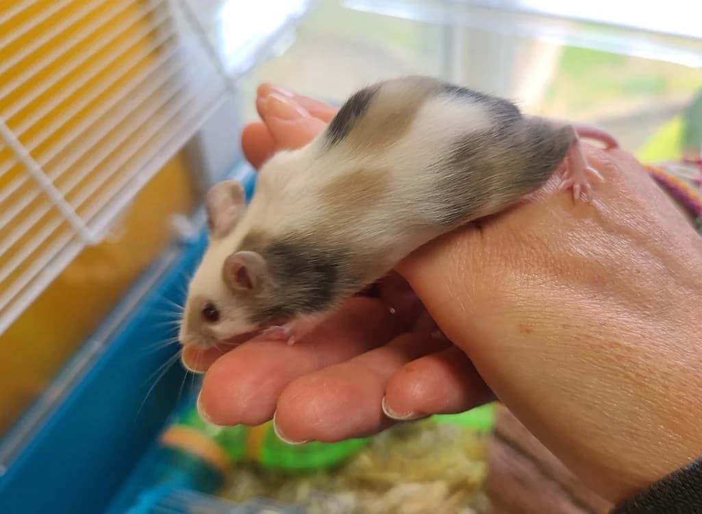 Yin, female mixed breed for adoption at SPA Mont-de-Marsan, De Marsan