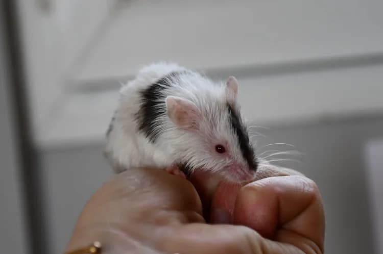 Mirabelle,  (Haute-Marne))