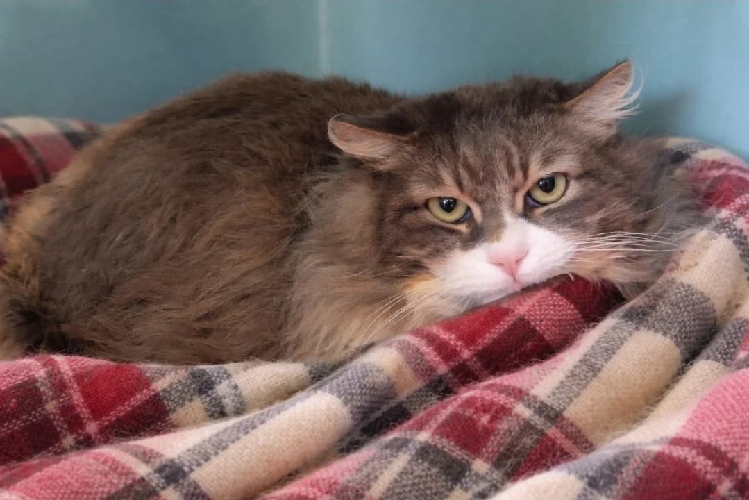 PUMBA, male 6yo mixed breed for adoption at SPA Mont-de-Marsan, De Marsan