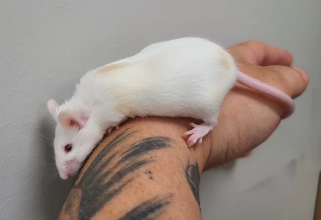 Dio, male mixed breed for adoption at SPA Mont-de-Marsan, De Marsan