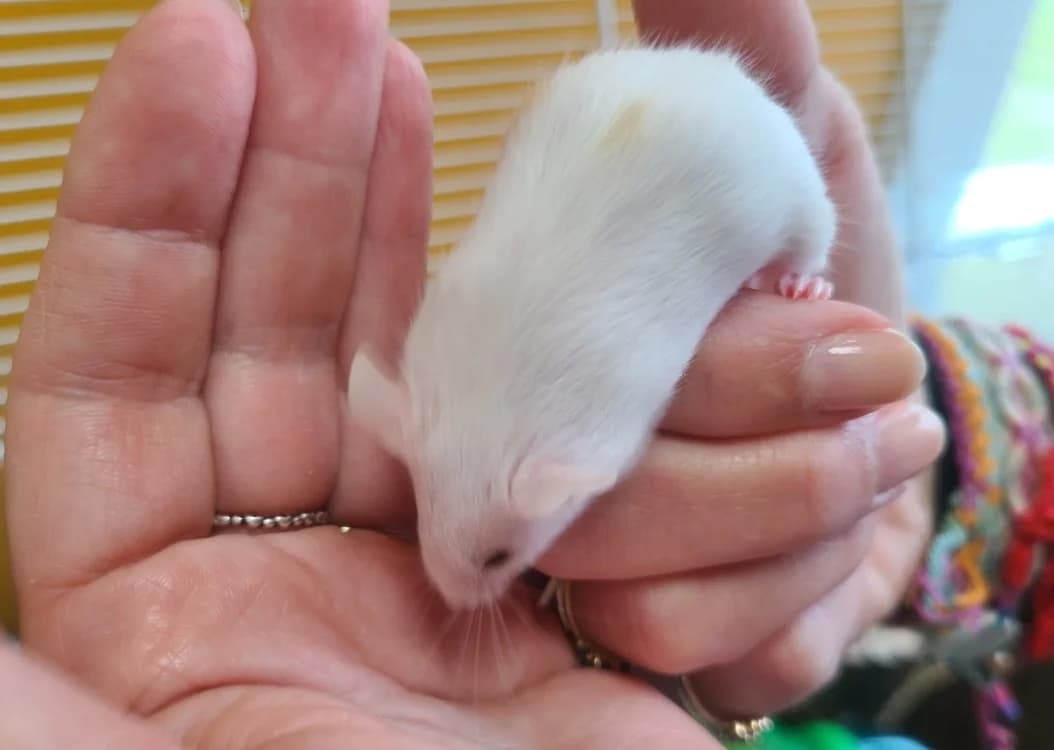 Yang, female mixed breed for adoption at SPA Mont-de-Marsan, De Marsan