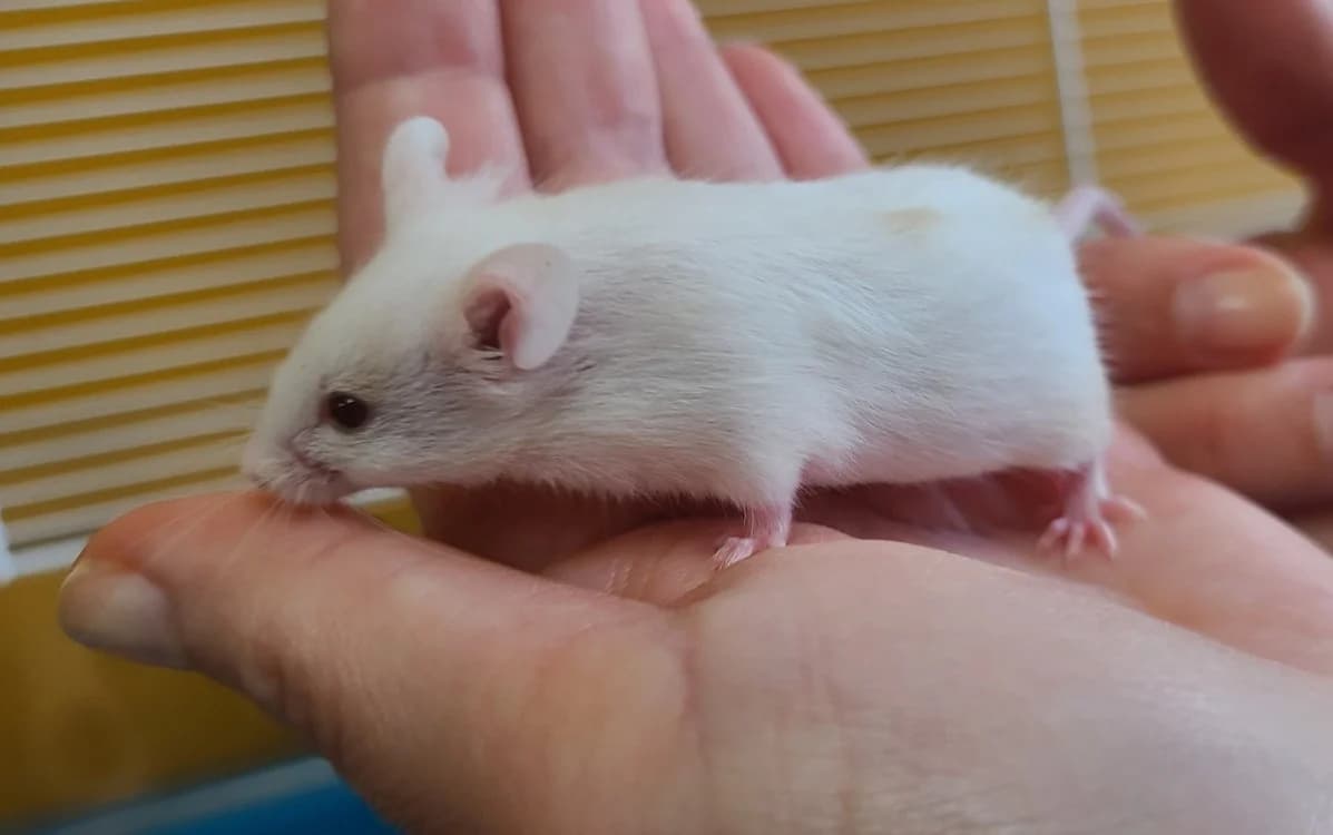 Junior, male mixed breed for adoption at SPA Mont-de-Marsan, De Marsan