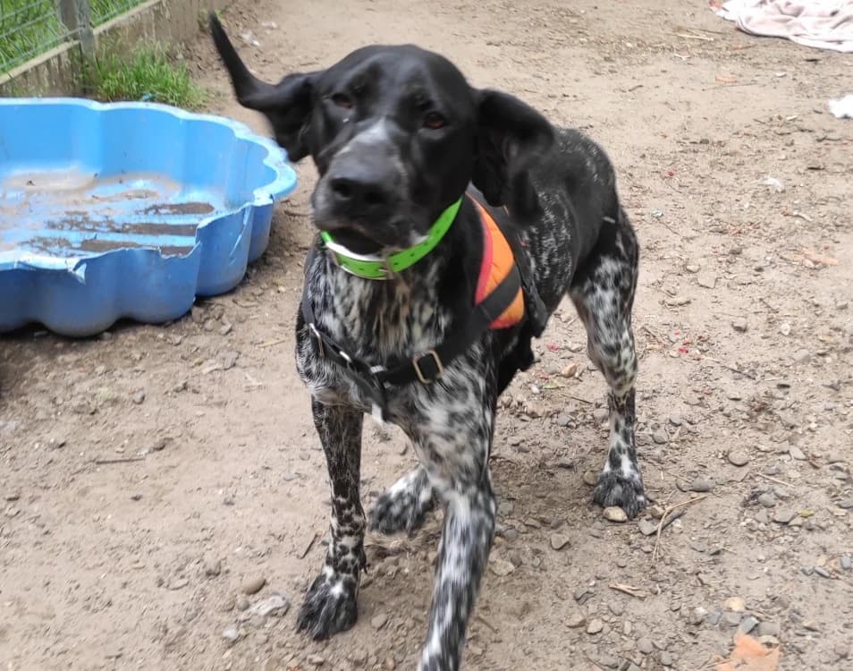 Lucien, male young German Shorthaired Pointer for adoption at SPA Mont-de-Marsan, De Marsan