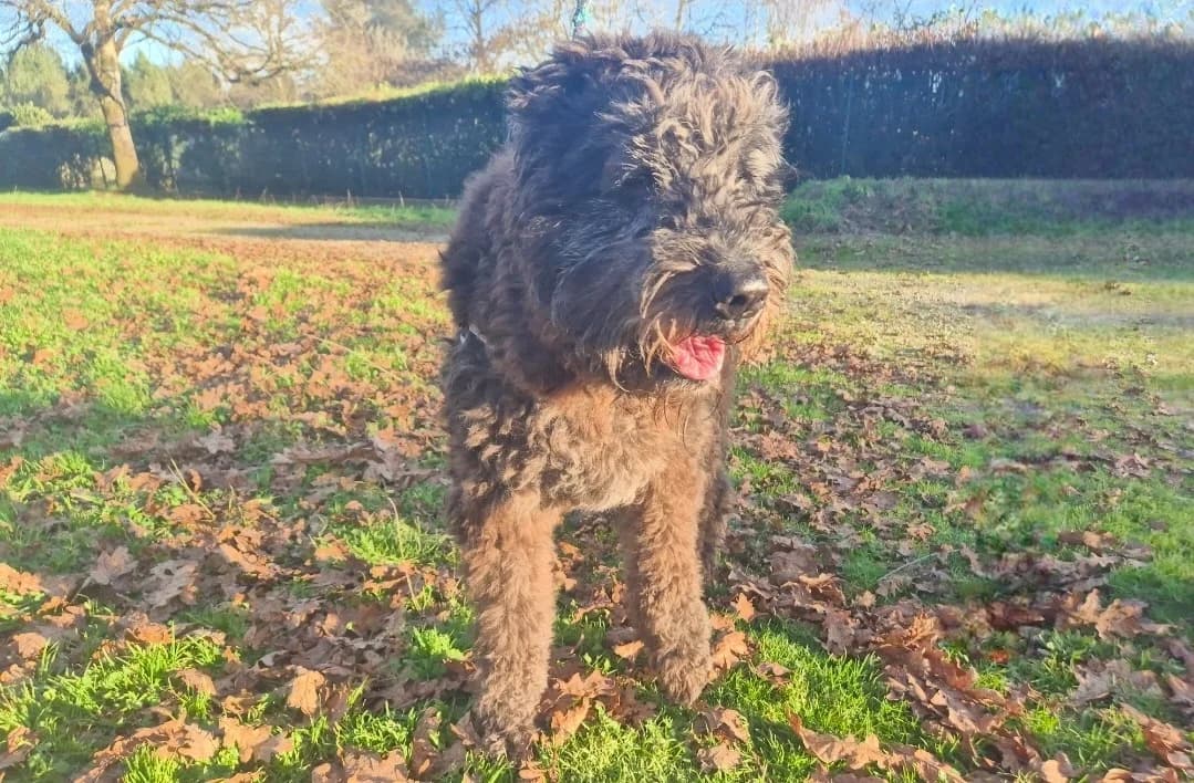 Liouba, female senior Bouvier des Flandres for adoption at SPA Mont-de-Marsan, De Marsan