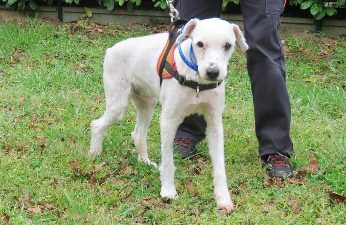 PORTOS, male senior mixed breed for adoption at SPA Mont-de-Marsan, De Marsan