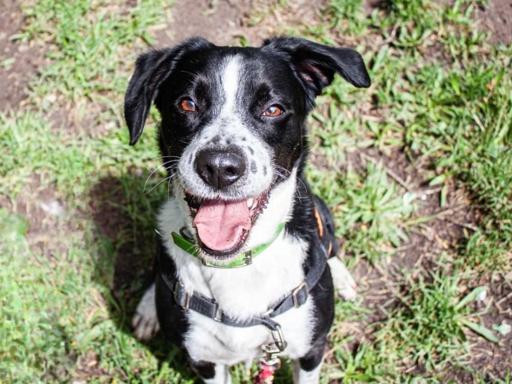 KARMA, male 6yo mixed breed for adoption at SPA Mont-de-Marsan, De Marsan