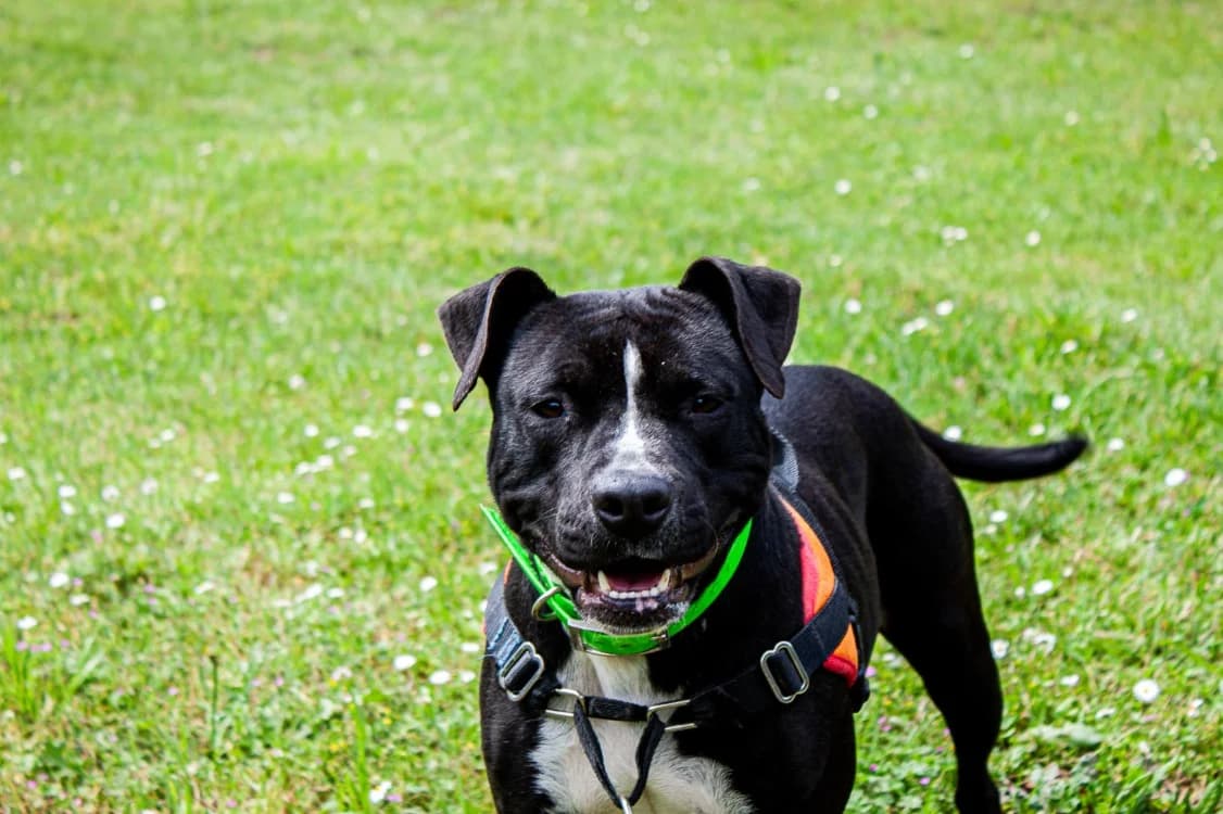 ULYSSA, female young Staffordshire Bull Terrier for adoption at SPA Mont-de-Marsan, De Marsan